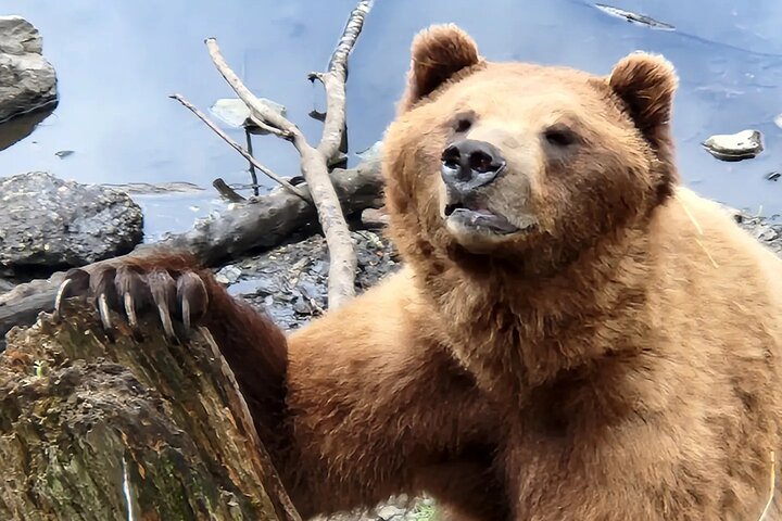 Simplemente increíble Tour de Sitka: Fortaleza del oso, Alaska Raptor y tótems