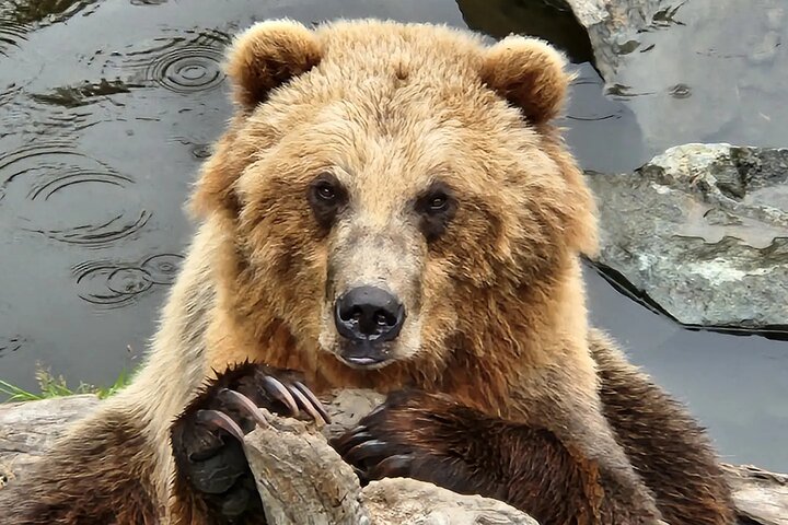 Simplemente increíble Tour de Sitka: Fortaleza del oso, Alaska Raptor y tótems