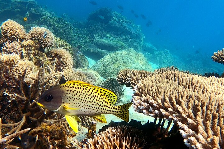 Excursão privada exclusiva de dia inteiro à Reserva Marinha Nosy Tanikely