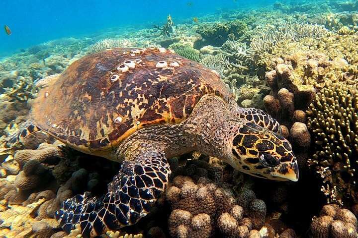 Excursão privada exclusiva de dia inteiro à Reserva Marinha Nosy Tanikely