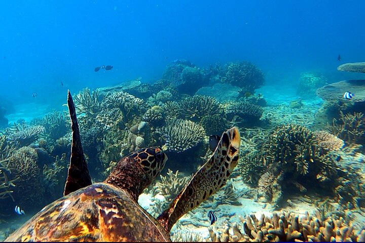 Excursão privada exclusiva de dia inteiro à Reserva Marinha Nosy Tanikely