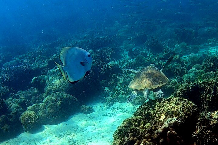 Excursão privada exclusiva de dia inteiro à Reserva Marinha Nosy Tanikely