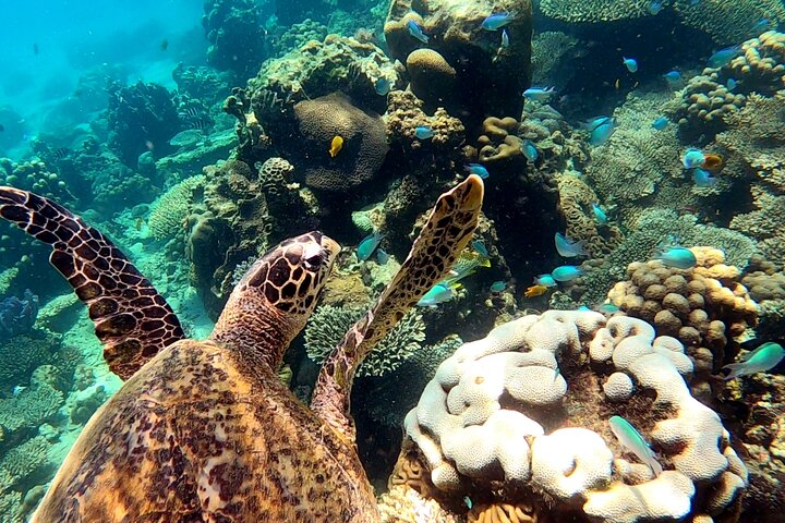 Excursão privada exclusiva de dia inteiro à Reserva Marinha Nosy Tanikely