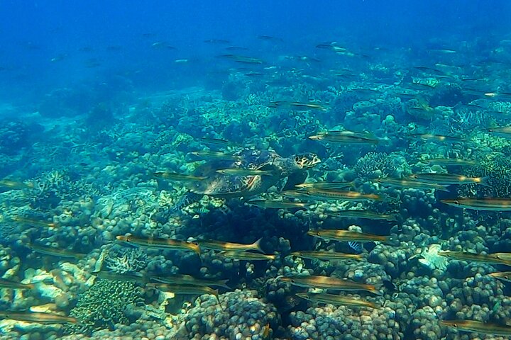 Excursão privada exclusiva de dia inteiro à Reserva Marinha Nosy Tanikely