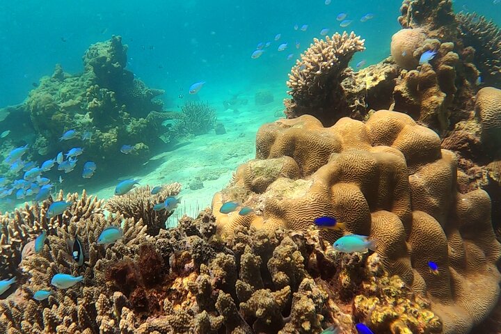 Excursão privada exclusiva de dia inteiro à Reserva Marinha Nosy Tanikely