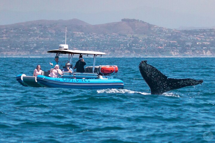 Aventura en el zodiaco de observación de delfines y ballenas en Dana Point