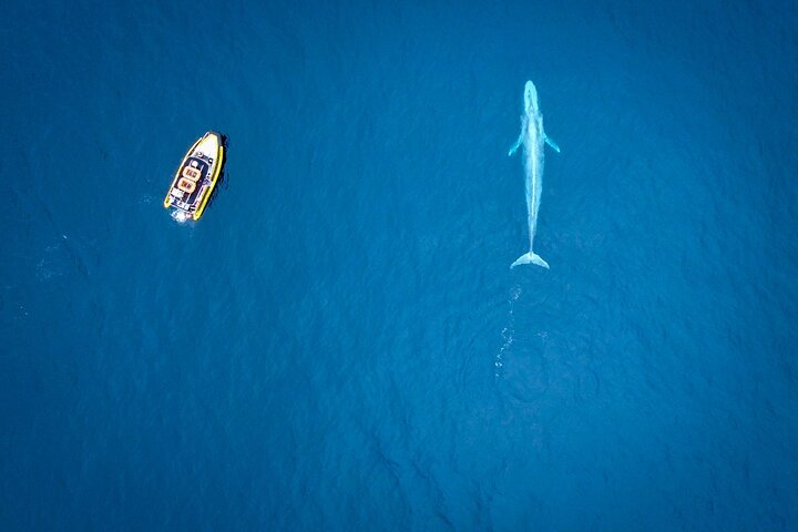 Aventura en el zodiaco de observación de delfines y ballenas en Dana Point