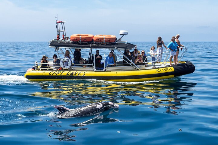 Aventura en el zodiaco de observación de delfines y ballenas en Dana Point