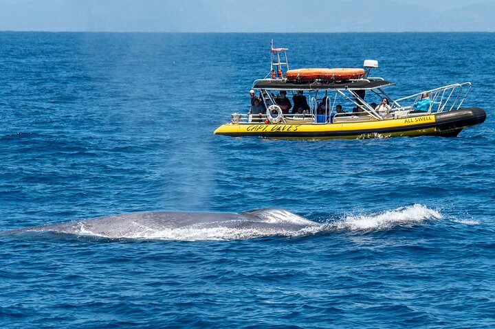Aventura en el zodiaco de observación de delfines y ballenas en Dana Point