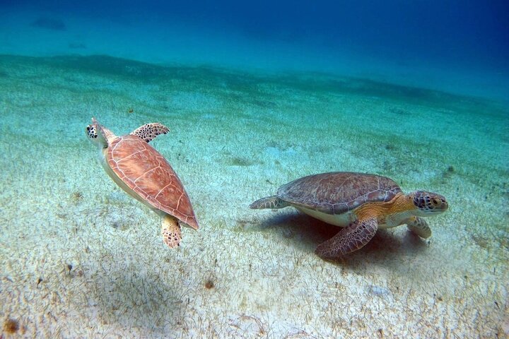 Privat All Inclusive East Coast Keys Tour og snorkelopplevelse