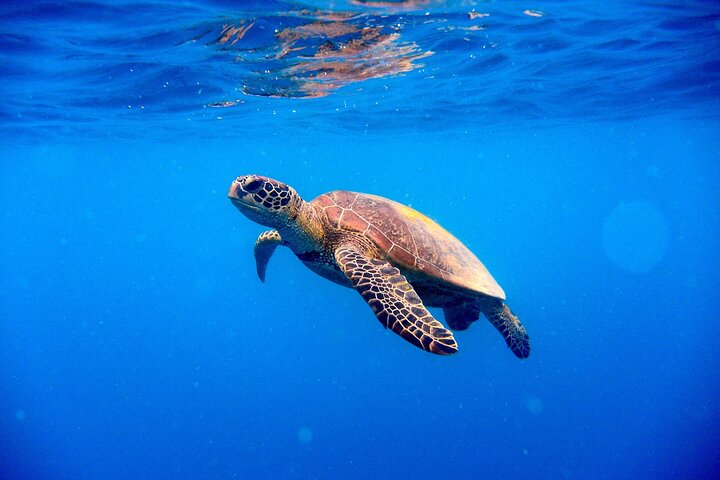 Privat All Inclusive East Coast Keys Tour og snorkelopplevelse