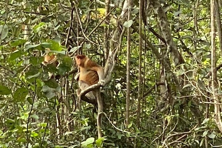 Cruzeiro pelo rio Borneo (Klias) e passeio pelos vaga-lumes