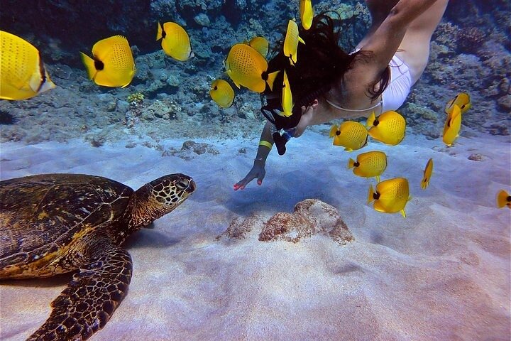 Maui eftermiddag snorkling ombord Malolo til Molokini eller koral haver