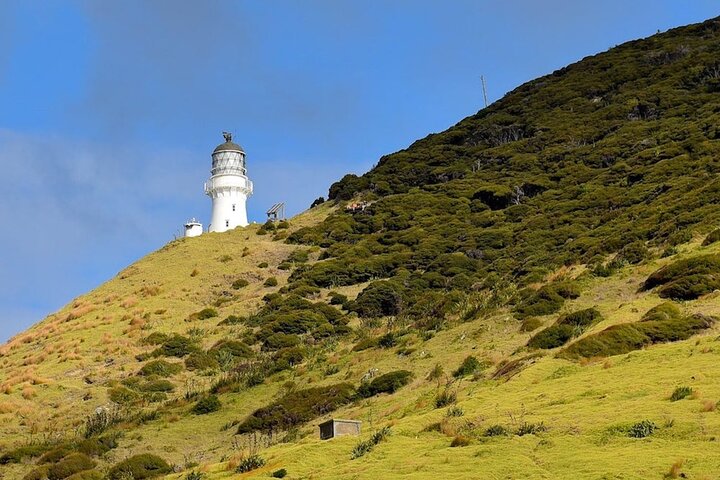Bay of Islands Cruise & Island Tour - Snorkel, vandre, svømme, dyreliv