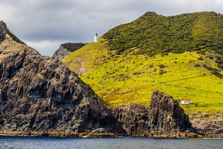 Bay of Islands Cruise & Island Tour - Snorkel, vandre, svømme, dyreliv