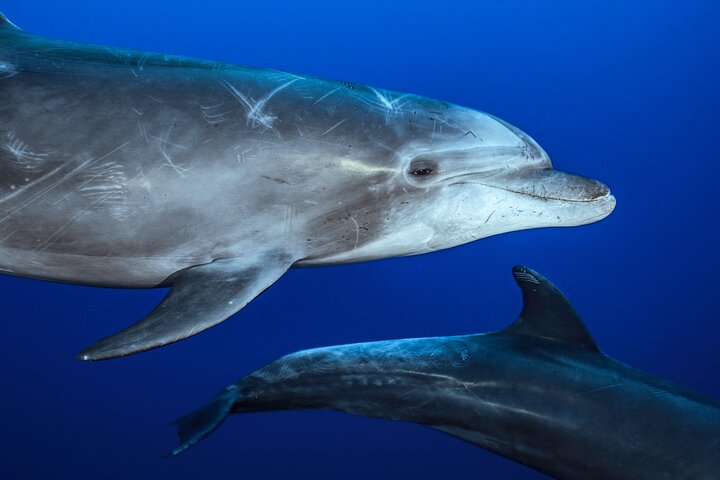 Safari Oceánico: Lobos Marinos, Móbulas, Delfines, Orcas, Ballena