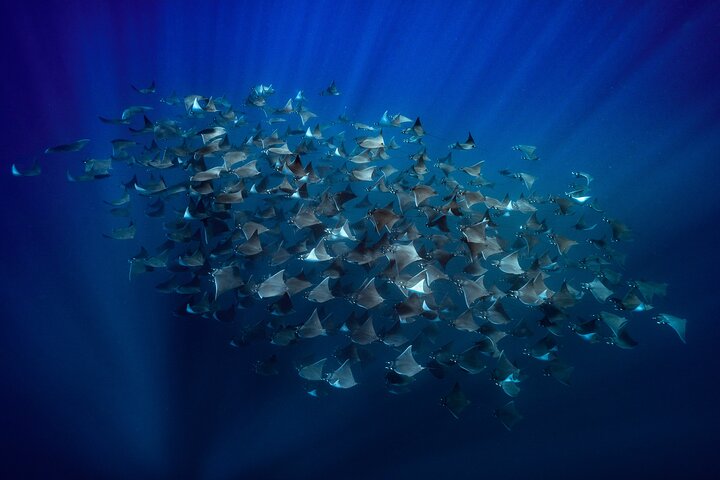 Safari Oceánico: Lobos Marinos, Móbulas, Delfines, Orcas, Ballena