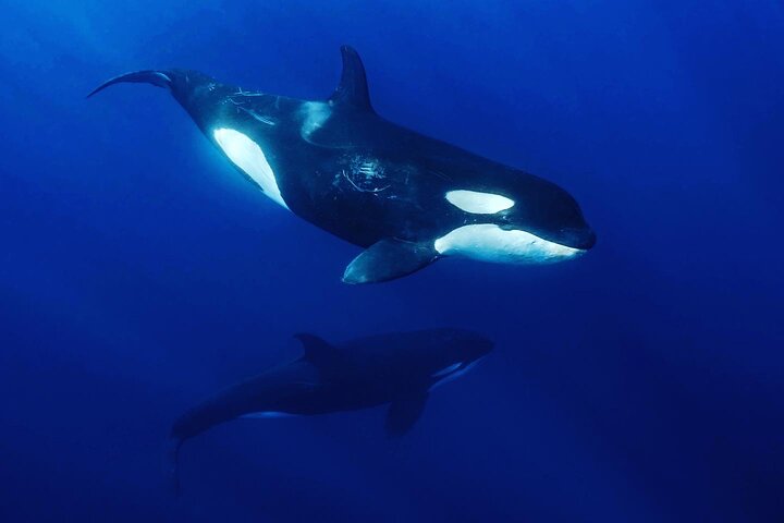 Safari Oceánico: Lobos Marinos, Móbulas, Delfines, Orcas, Ballena