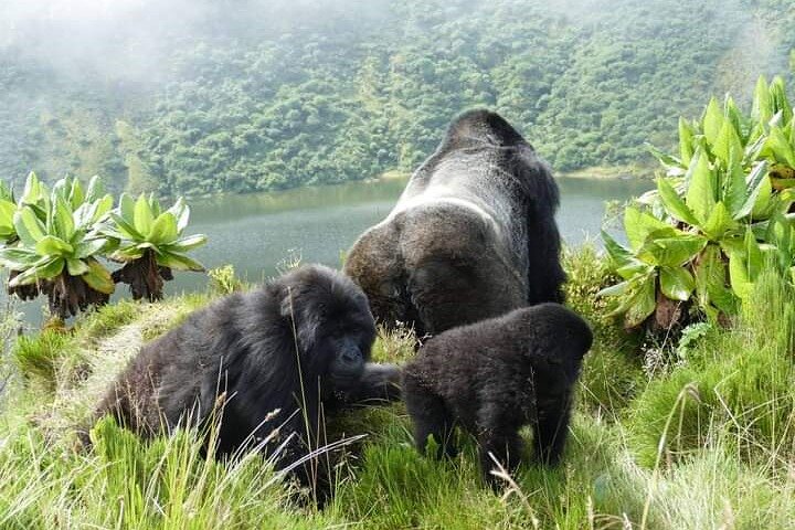 1 Tag Ruanda Gorilla Trekking Tour im Volcanoes National Park