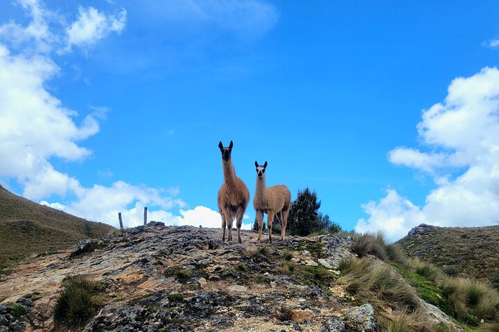Visite en petit groupe du parc national de Cajas au départ de Cuenca