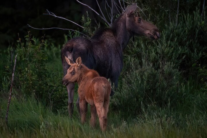 Excursão privada de vida selvagem em Rocky Mountain National Park