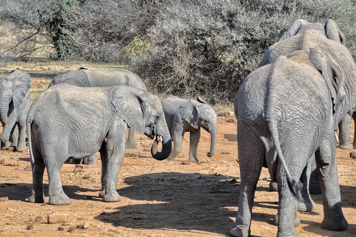 3 uur Pilanesberg middag Open voertuig safari op safari (zelf rijden)