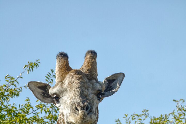 3 uur Pilanesberg middag Open voertuig safari op safari (zelf rijden)
