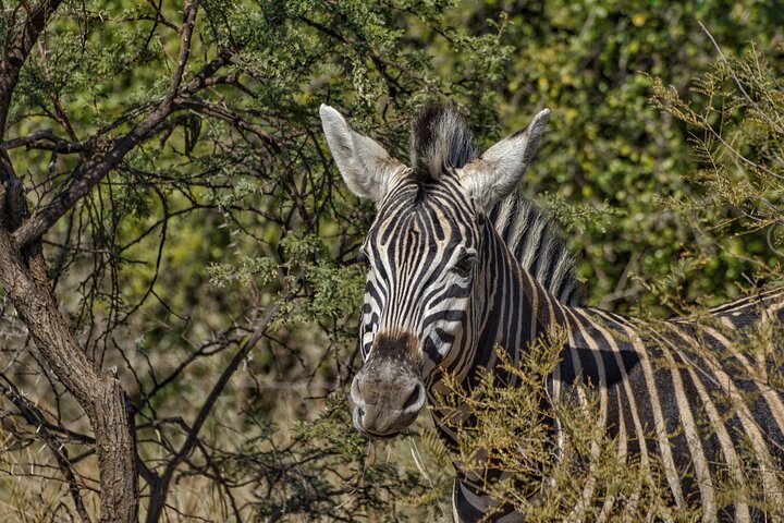 3 uur Pilanesberg middag Open voertuig safari op safari (zelf rijden)
