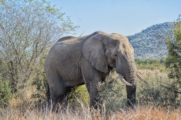3 uur Pilanesberg middag Open voertuig safari op safari (zelf rijden)