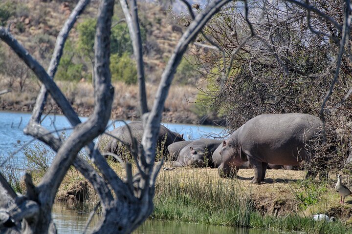 3 uur Pilanesberg middag Open voertuig safari op safari (zelf rijden)