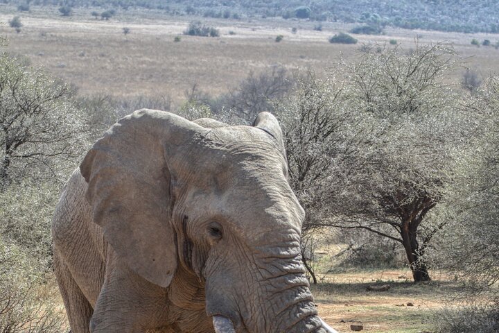 3 uur Pilanesberg middag Open voertuig safari op safari (zelf rijden)