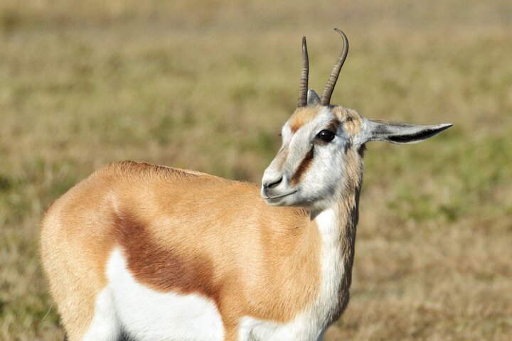 3 uur Pilanesberg middag Open voertuig safari op safari (zelf rijden)