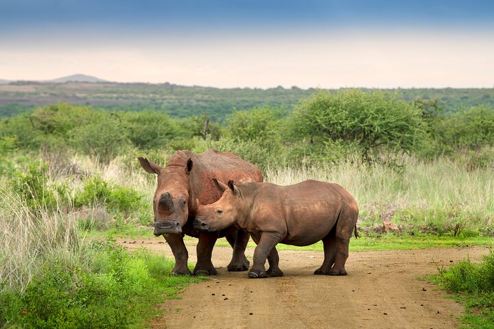 3 uur Pilanesberg middag Open voertuig safari op safari (zelf rijden)