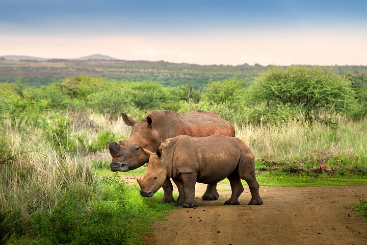 3 uur Pilanesberg middag Open voertuig safari op safari (zelf rijden)