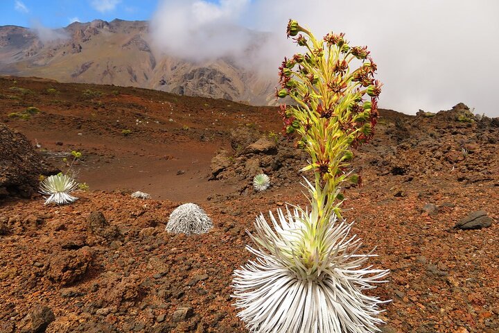 Haleakala Classic Vehicle Sunrise Tour med frukost