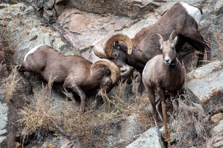 Excursão Geológica Privada no Parque Nacional Rocky Mountain