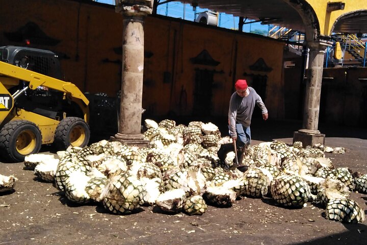 José Cuervo Tequila Tour & Agave Champs au départ de Guadalajara