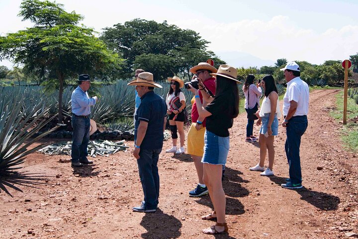 José Cuervo Tequila Tour & Agave Champs au départ de Guadalajara