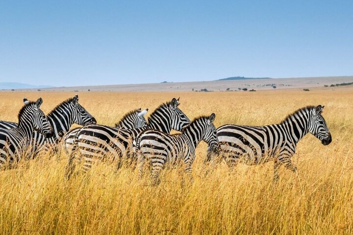 Ganztägiger Isimangaliso Wetlands Park – Krokodile, Nilpferde und Wild in Durban