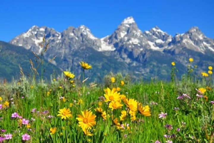 Grand Teton Wildlife Safari em um veículo fechado ou ao ar livre (dependendo da época)