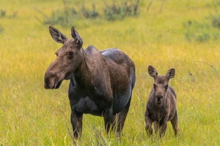Grand Teton Wildlife Safari em um veículo fechado ou ao ar livre (dependendo da época)