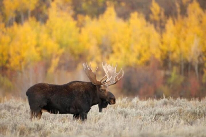 Grand Teton Wildlife Safari em um veículo fechado ou ao ar livre (dependendo da época)