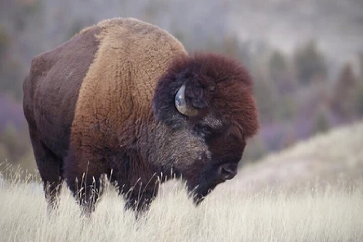 Grand Teton Wildlife Safari em um veículo fechado ou ao ar livre (dependendo da época)