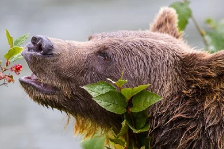 Grand Teton Wildlife Safari em um veículo fechado ou ao ar livre (dependendo da época)