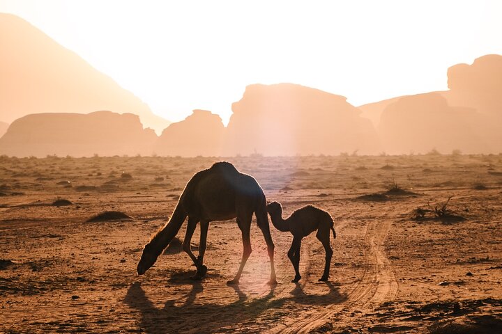 Excursion d'une journée en jeep dans le désert de Wadi Rum