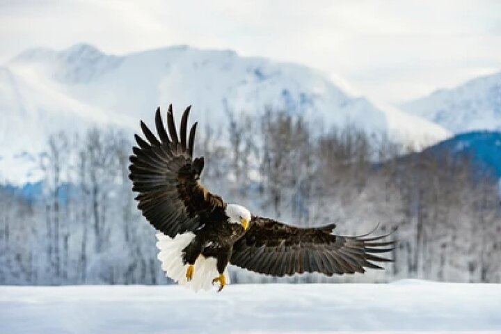 Grand Teton Wildlife Safari em um veículo fechado ou ao ar livre (dependendo da época)