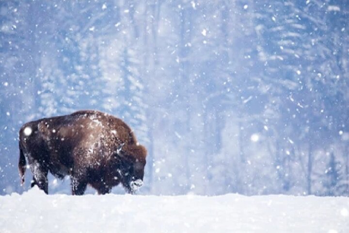 Grand Teton Wildlife Safari em um veículo fechado ou ao ar livre (dependendo da época)