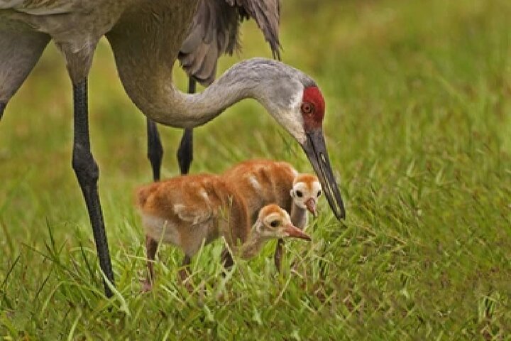 Grand Teton Wildlife Safari em um veículo fechado ou ao ar livre (dependendo da época)