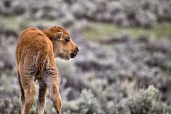Grand Teton Wildlife Safari em um veículo fechado ou ao ar livre (dependendo da época)