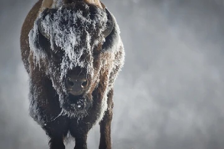 Grand Teton Wildlife Safari em um veículo fechado ou ao ar livre (dependendo da época)